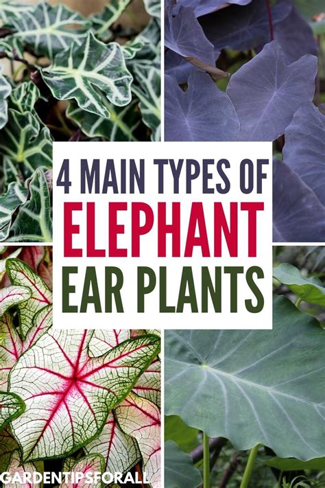 can chickens eat elephant ears|8 Types of Elephant Ear Varieties – Rare and .